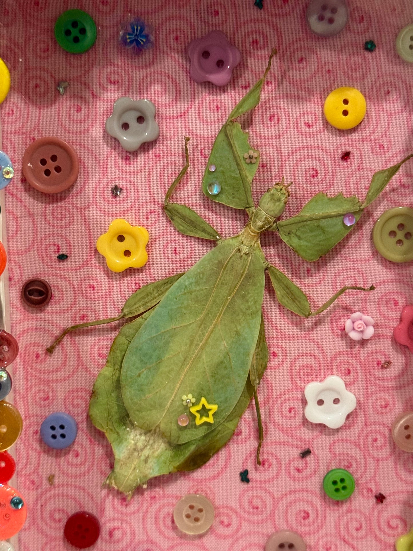 Button Baby Leaf Insect