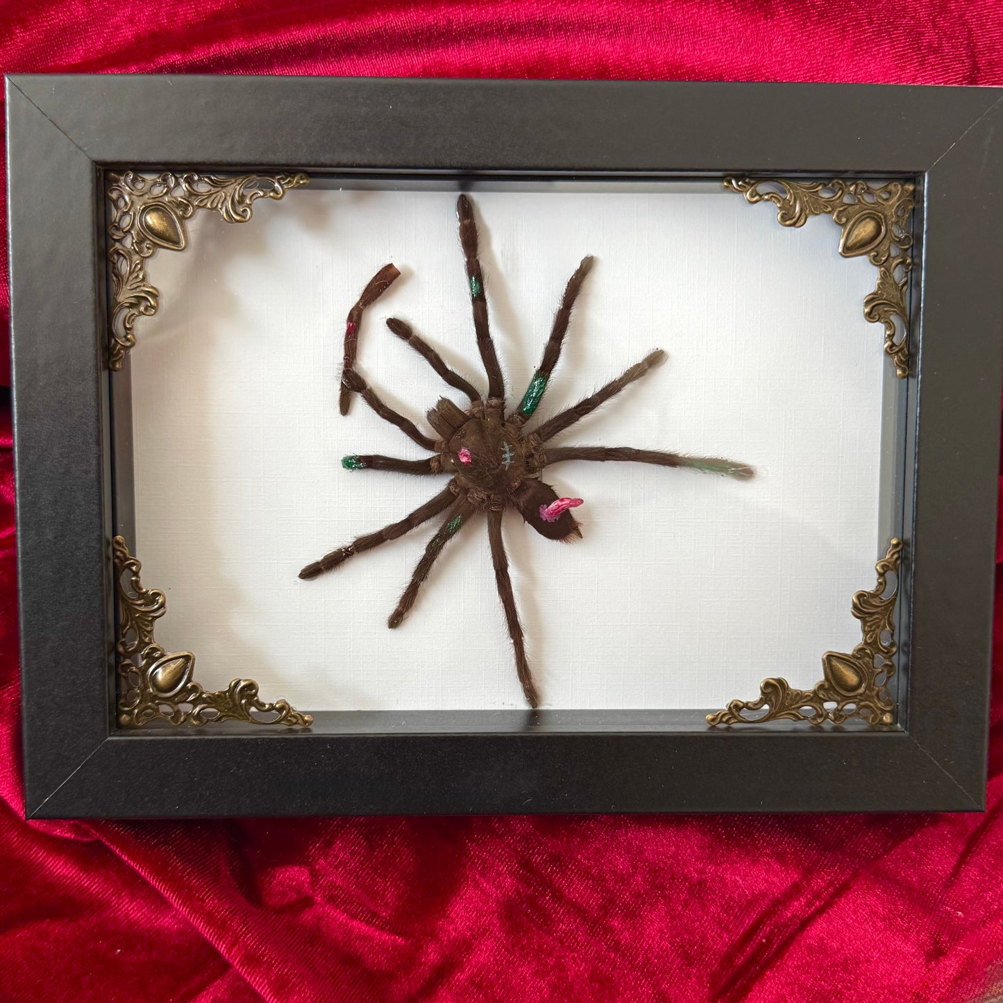 Zombie Tarantula