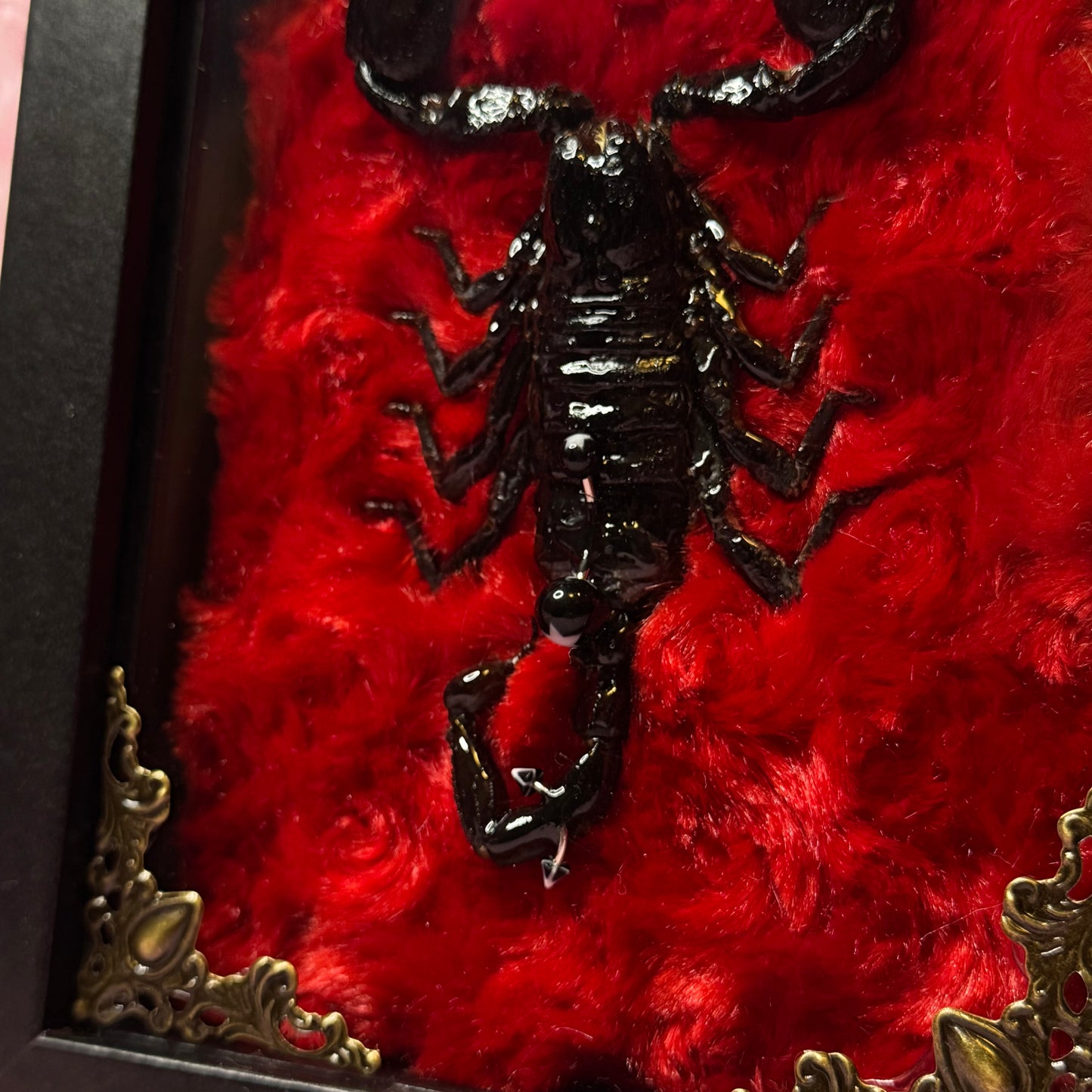 Pierced Scorpion Black & Red