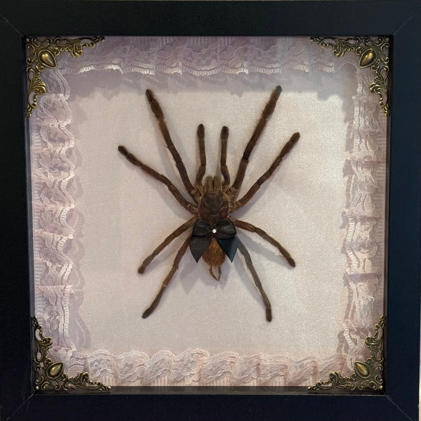 Tarantula on Pink Silk