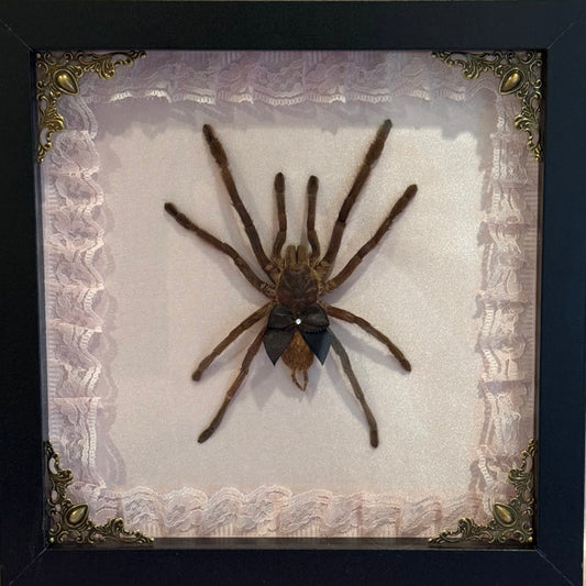 Tarantula on Pink Silk