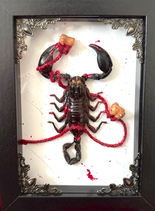 Rotten Teeth Scorpion