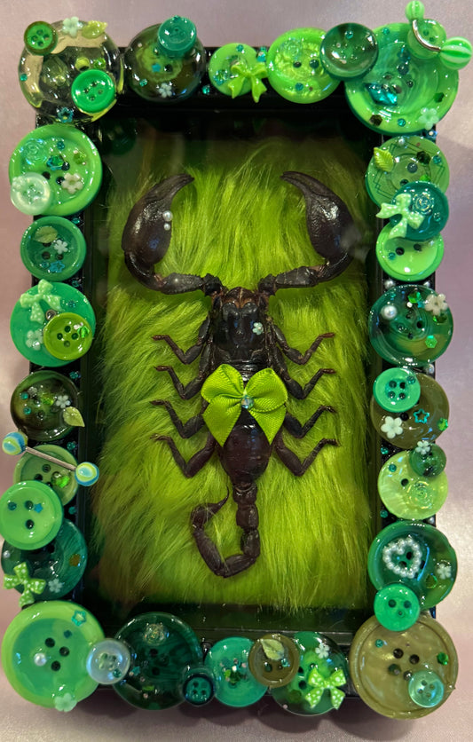 Scorpion Button Baby on Fur