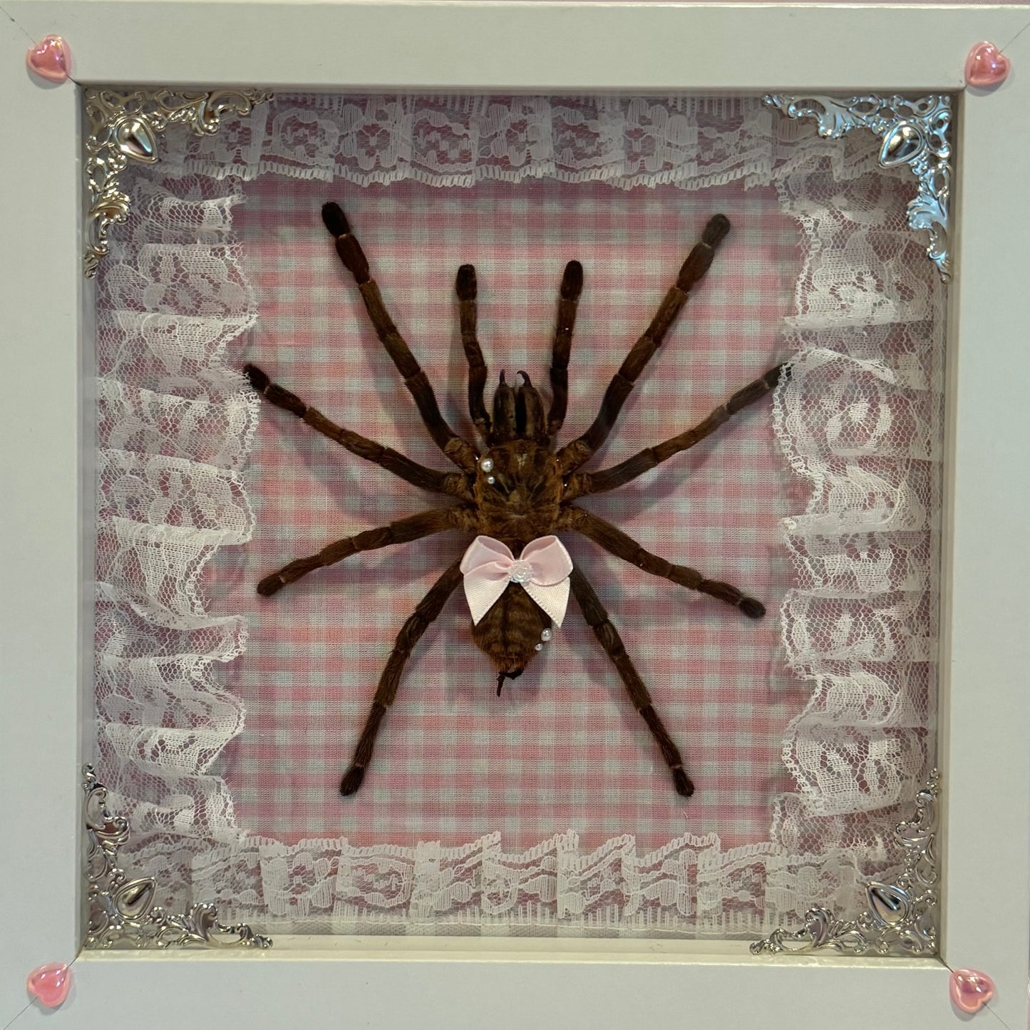Tarantula on Pink Gingham