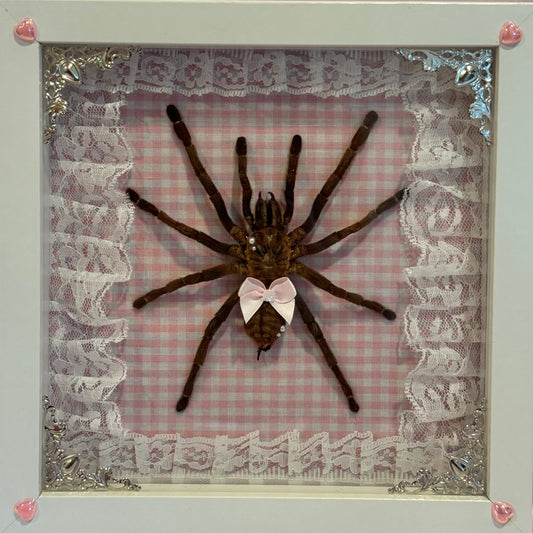 Tarantula on Pink Gingham