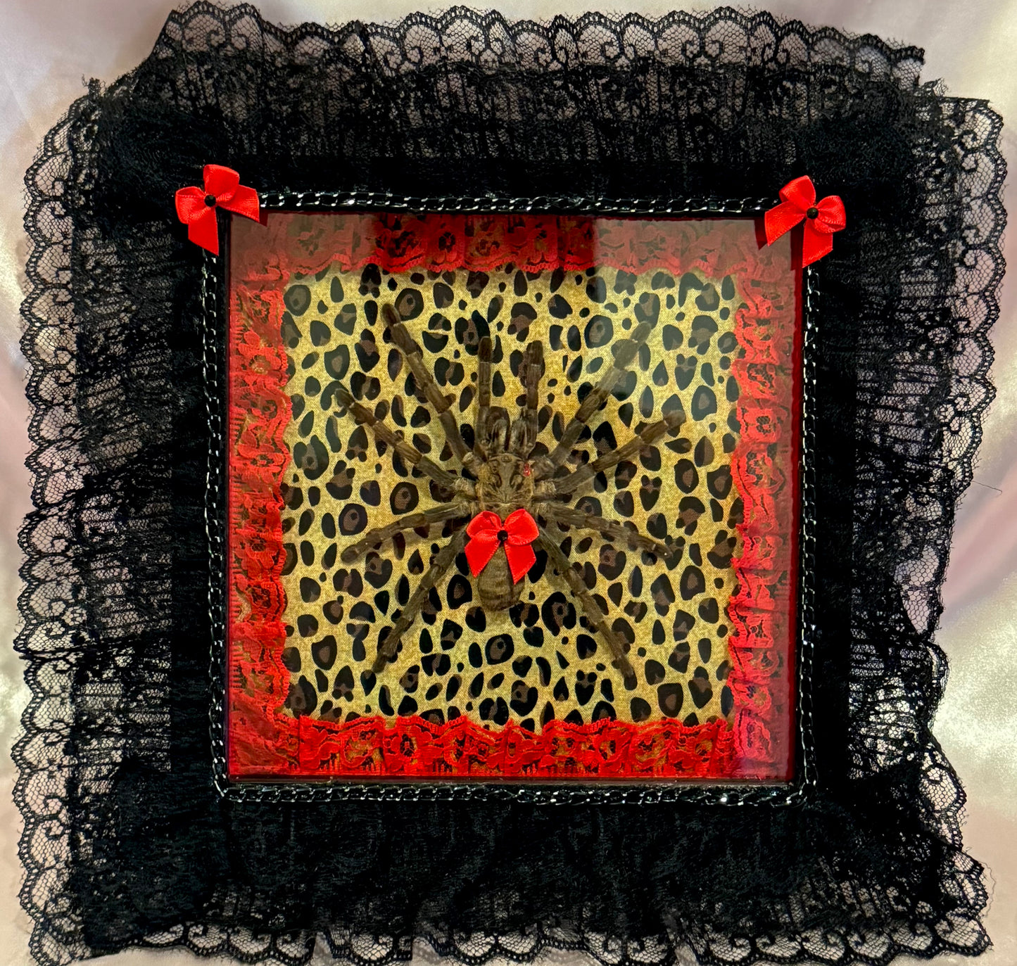 Tarantula on Cheetah Print