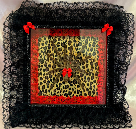 Tarantula on Cheetah Print