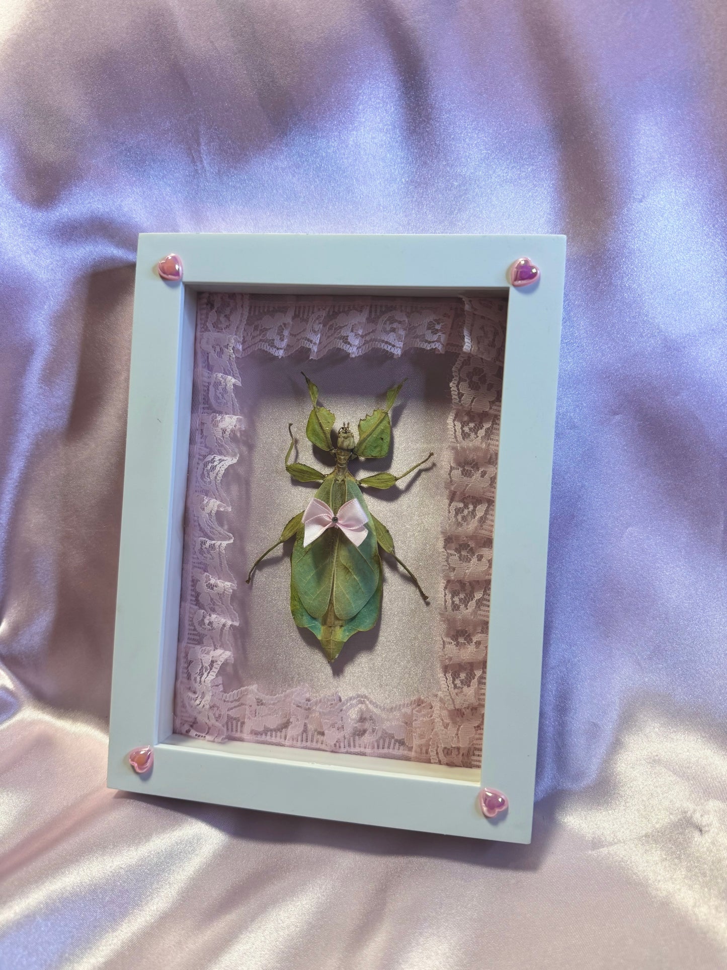 Green Leaf Insect On Pink