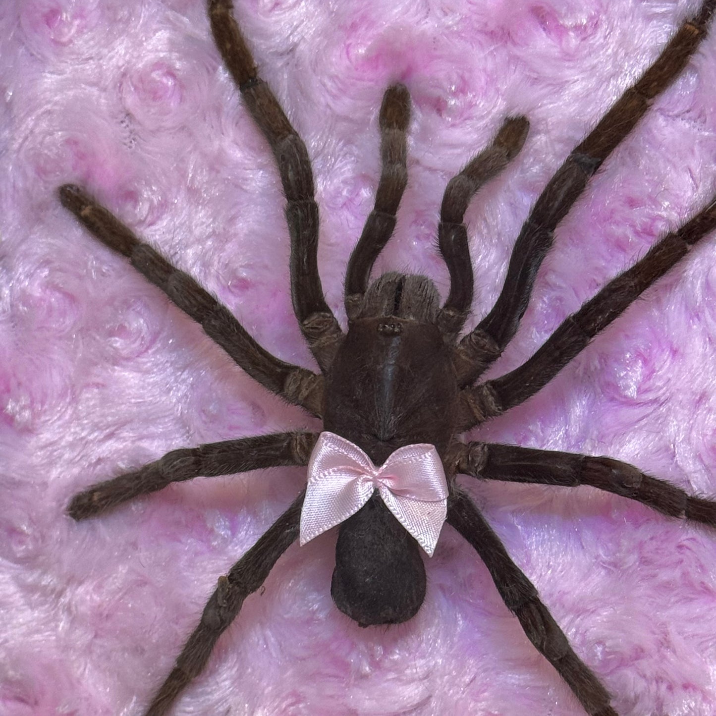 Tarantula on Pink and Black