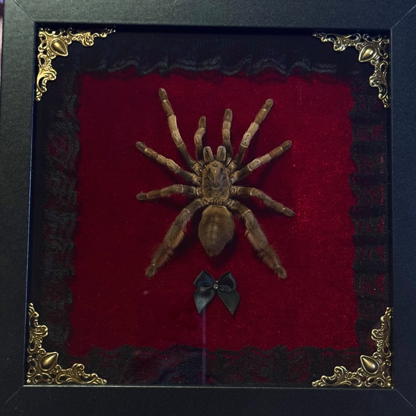 Tarantula On Red Velvet