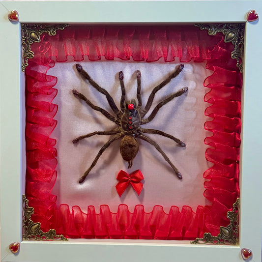 Clown Tarantula | Baby Pink and Red In White Frame