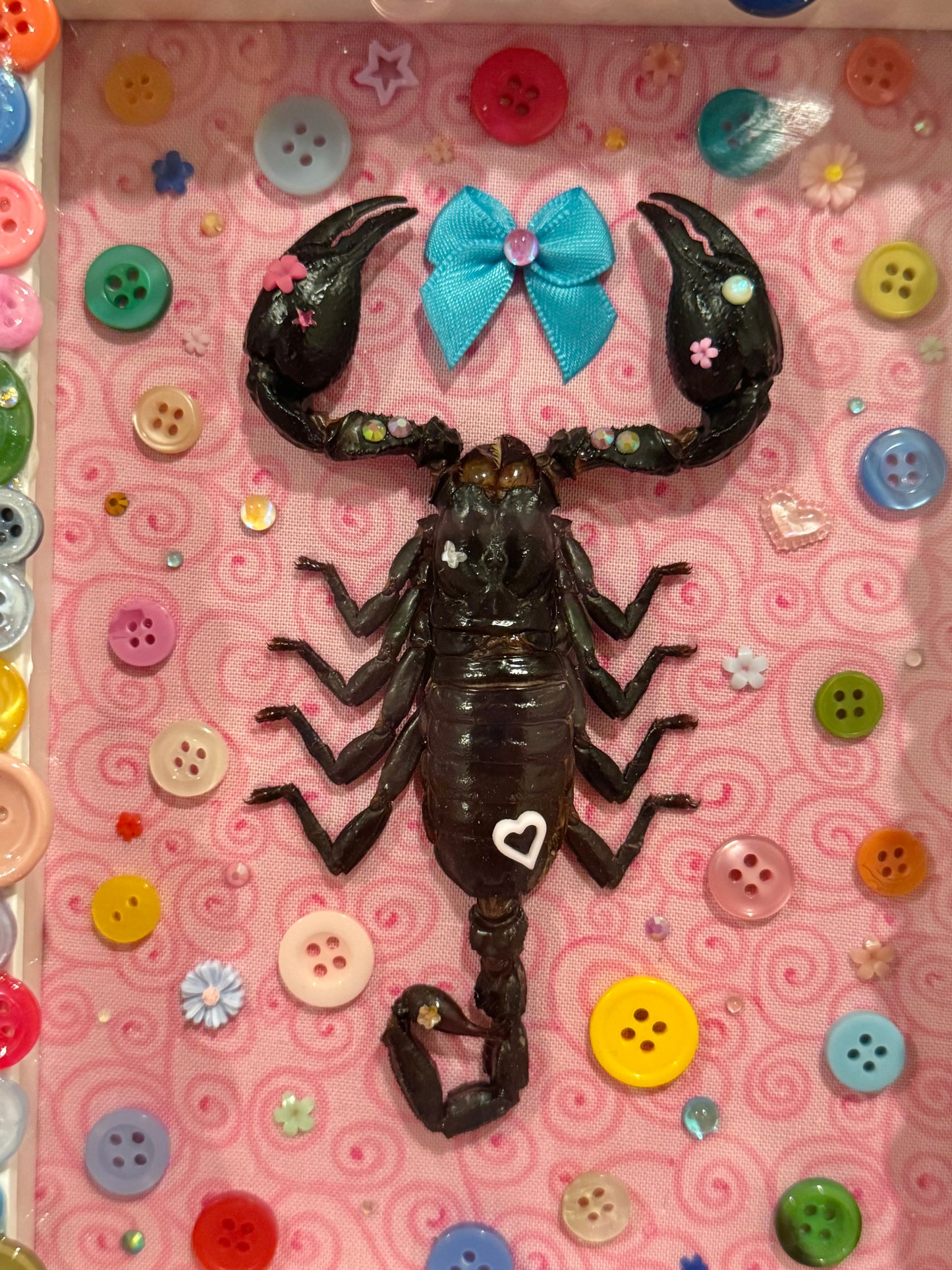 Button Baby Scorpion