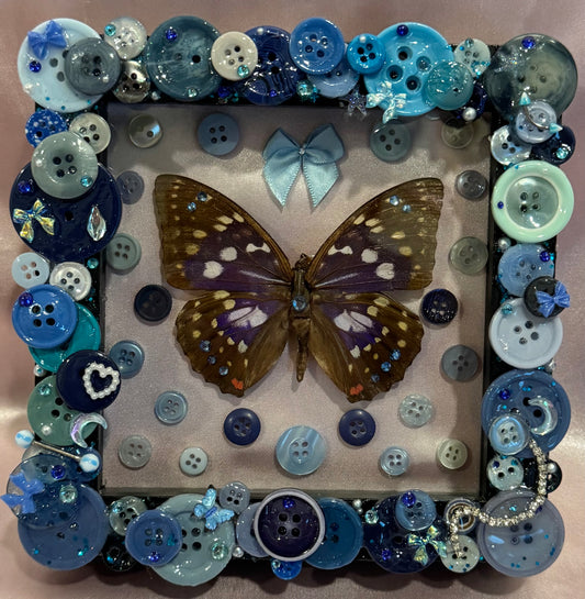 Japanese Emperor Butterfly Button Baby