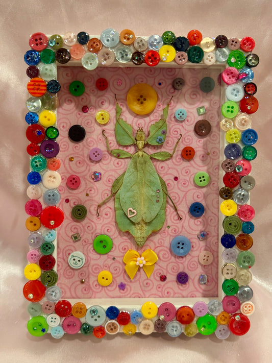 Button Baby Leaf Insect