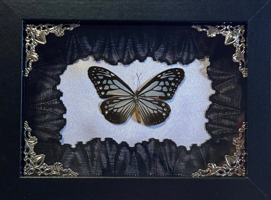 Chestnut Tiger Butterfly