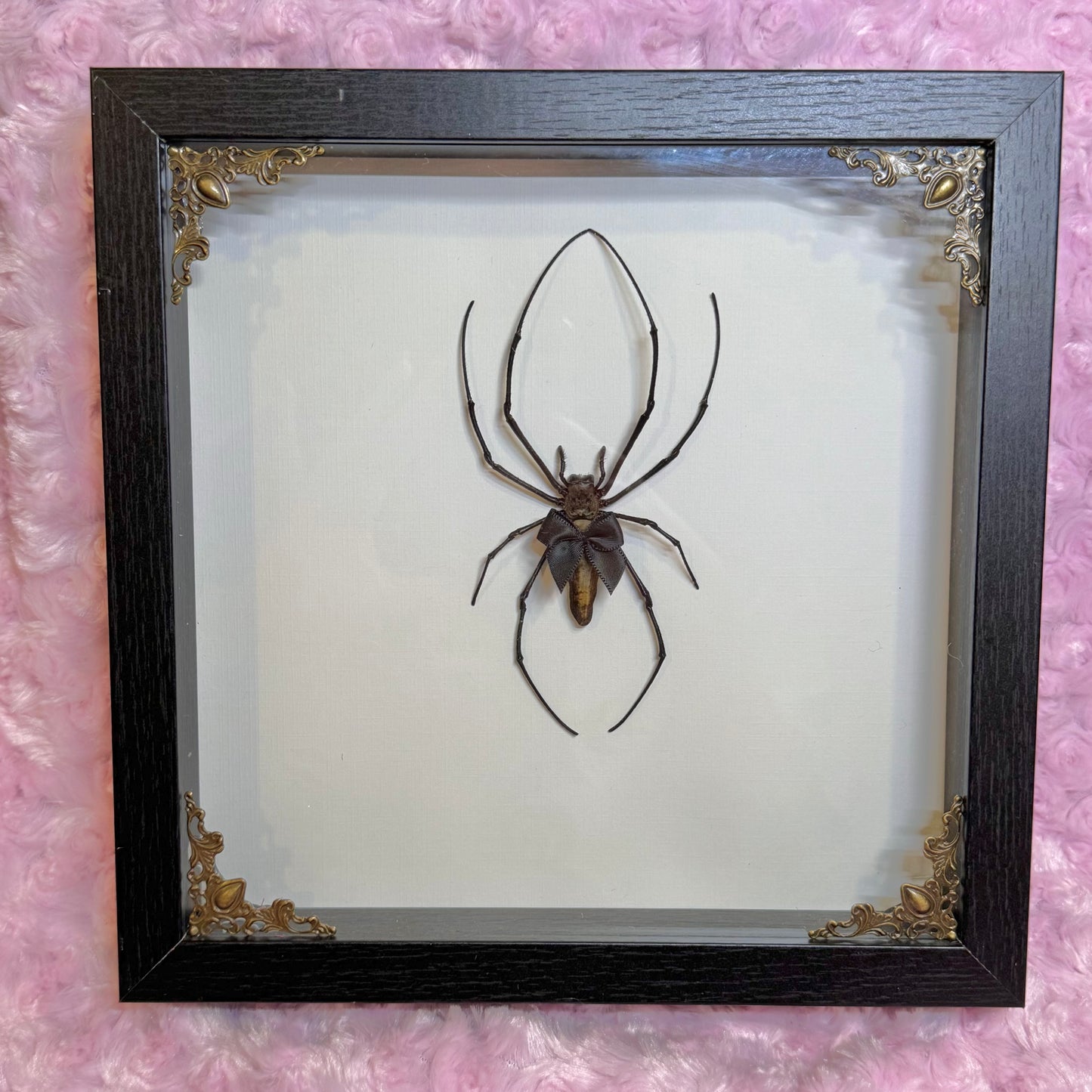 Orb Weaver With Cutie Black Bow