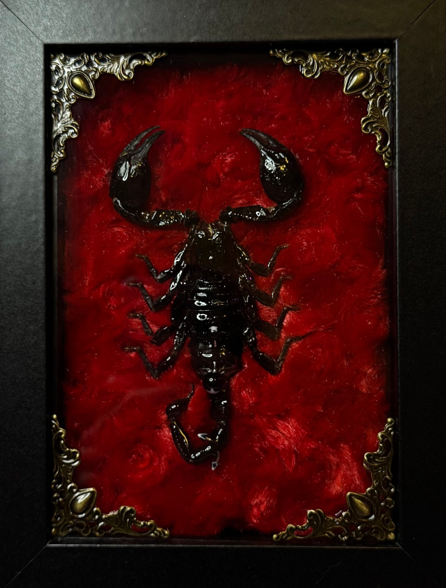 Pierced Scorpion Black & Red