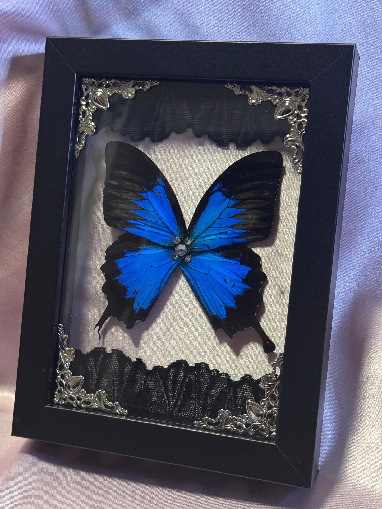 Blue Mountain Swallowtail Wings