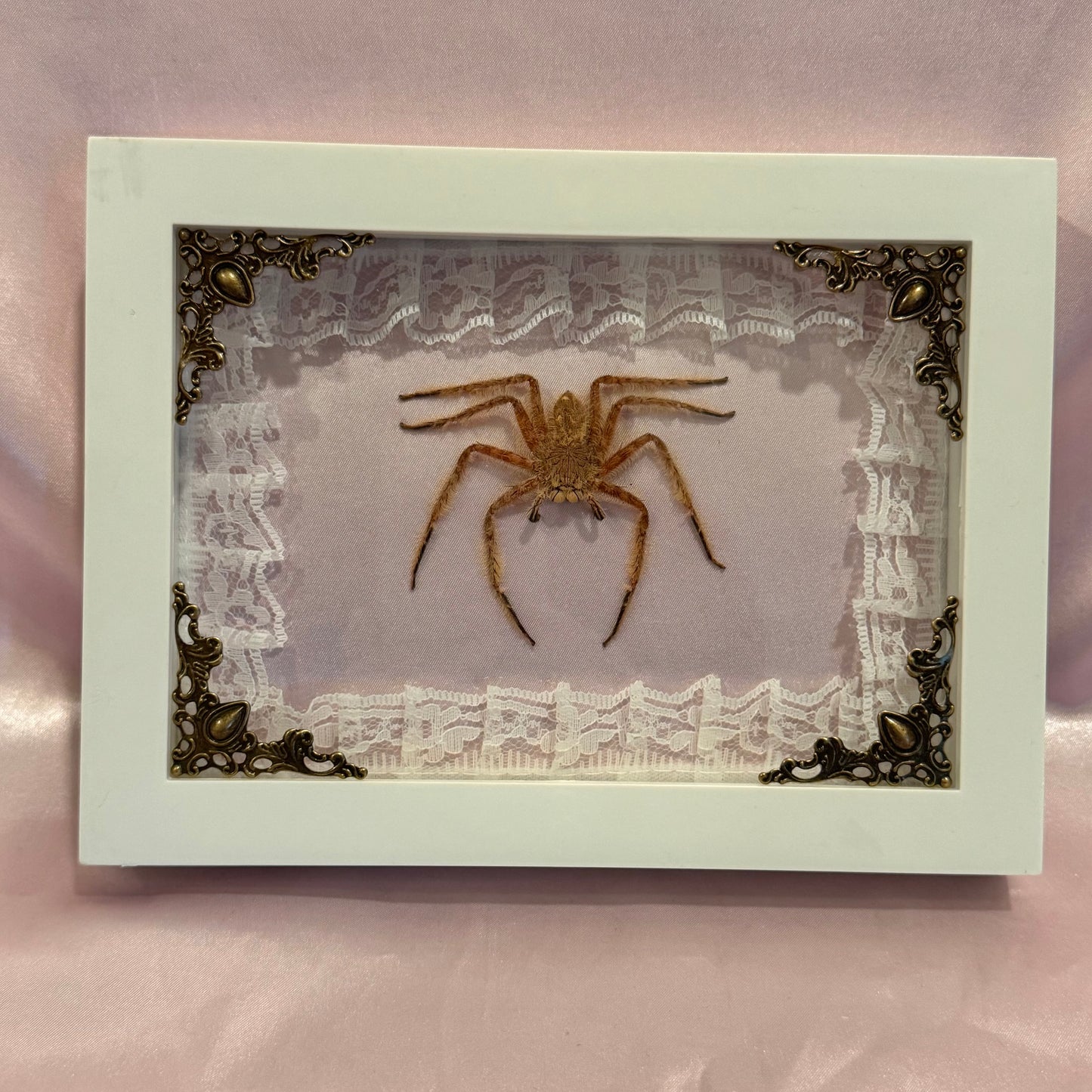 Davidbowie Huntsman Spider on Pink Velvet