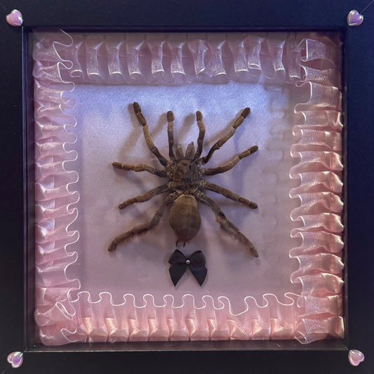 Large Tarantula On Pink Lace