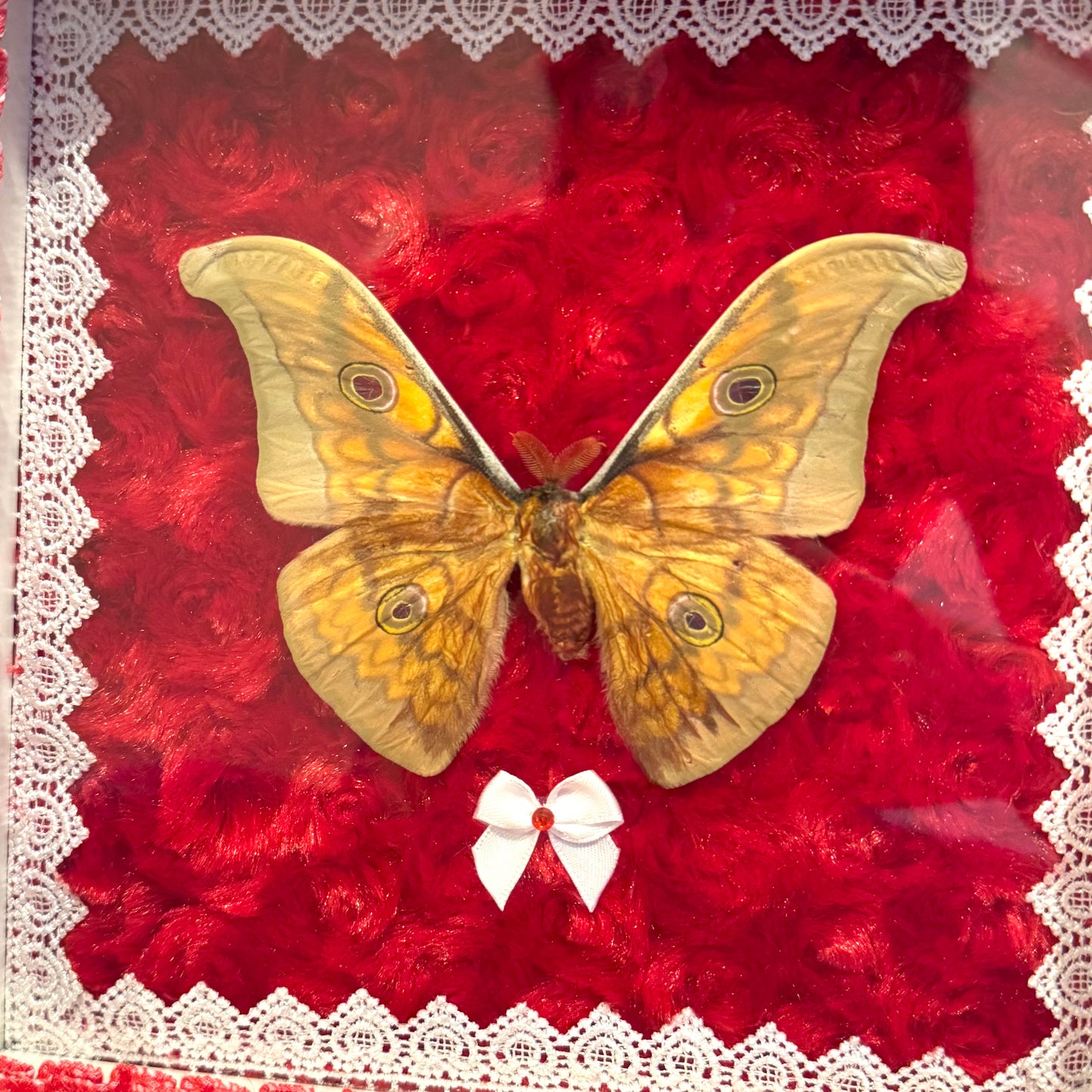 Japanese Silk Moth on Red