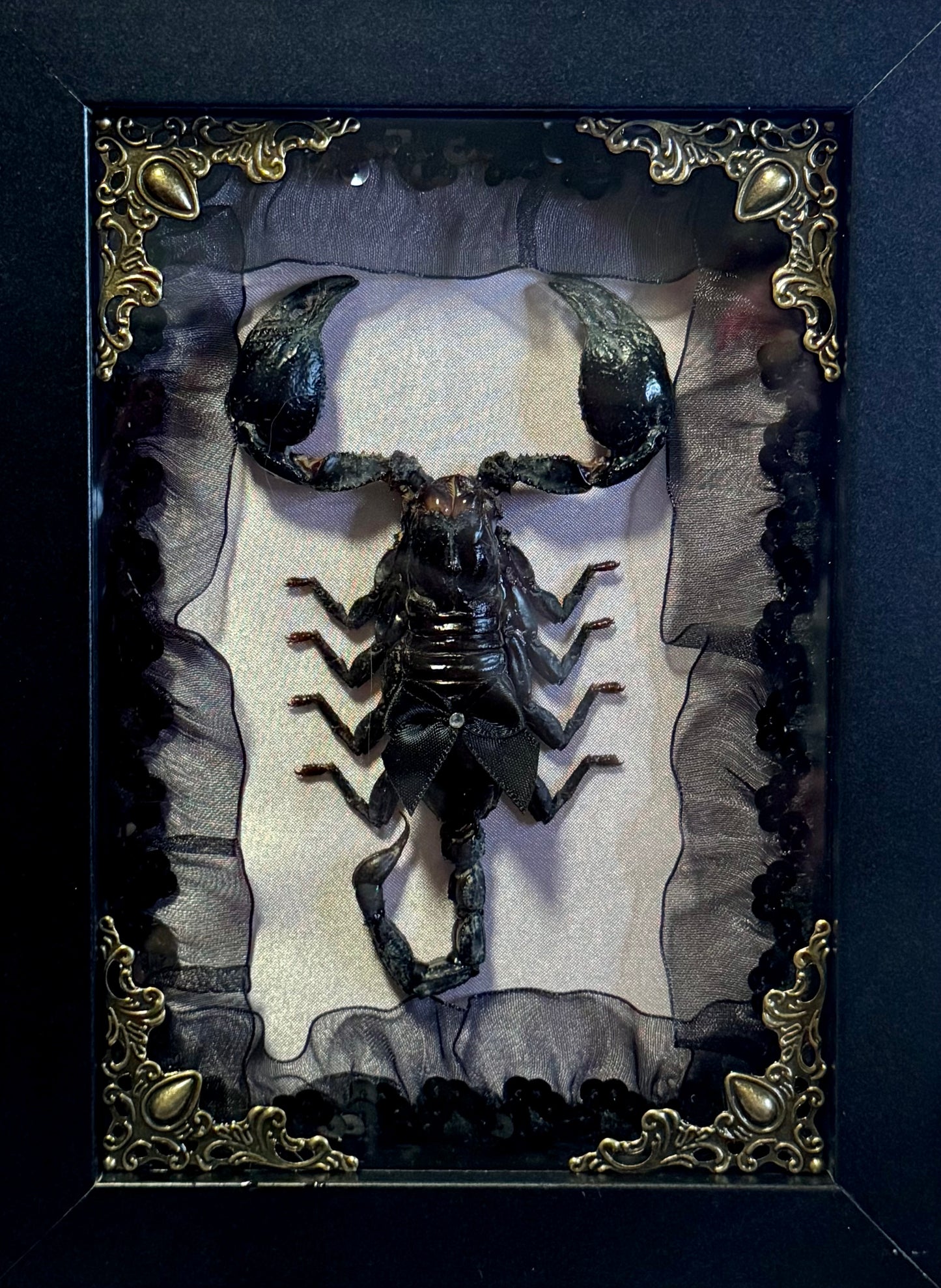 Asian Forest Scorpion on Lace