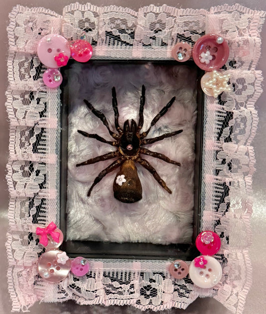 Trapdoor Spider - Pink on Pink on Pink
