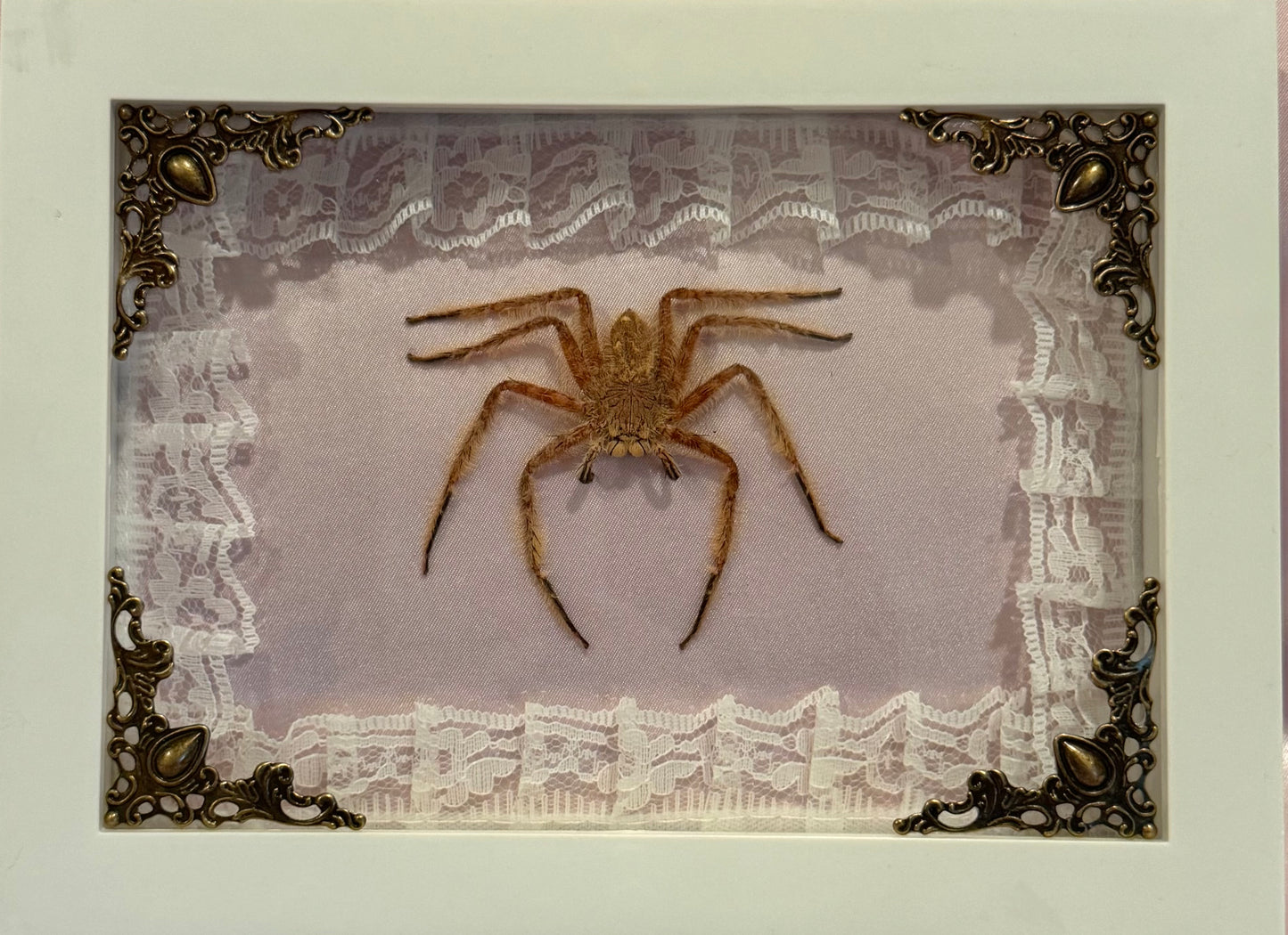 Davidbowie Huntsman Spider on Pink Velvet