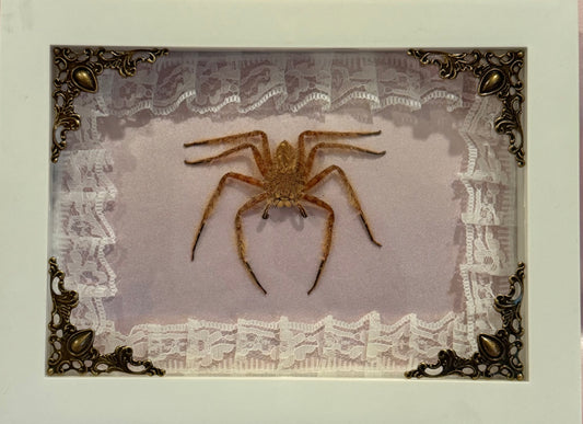 Davidbowie Huntsman Spider on Pink Velvet