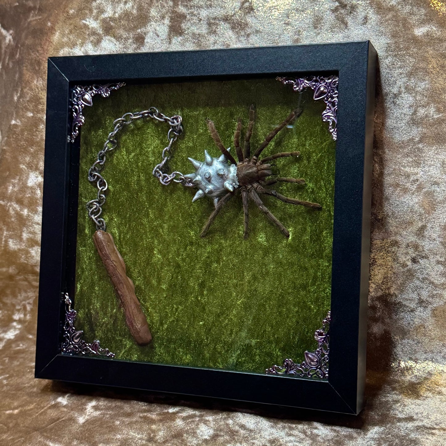 The Flail Tarantula