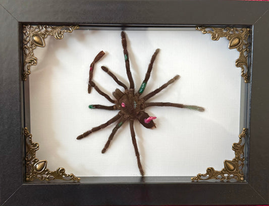Zombie Tarantula