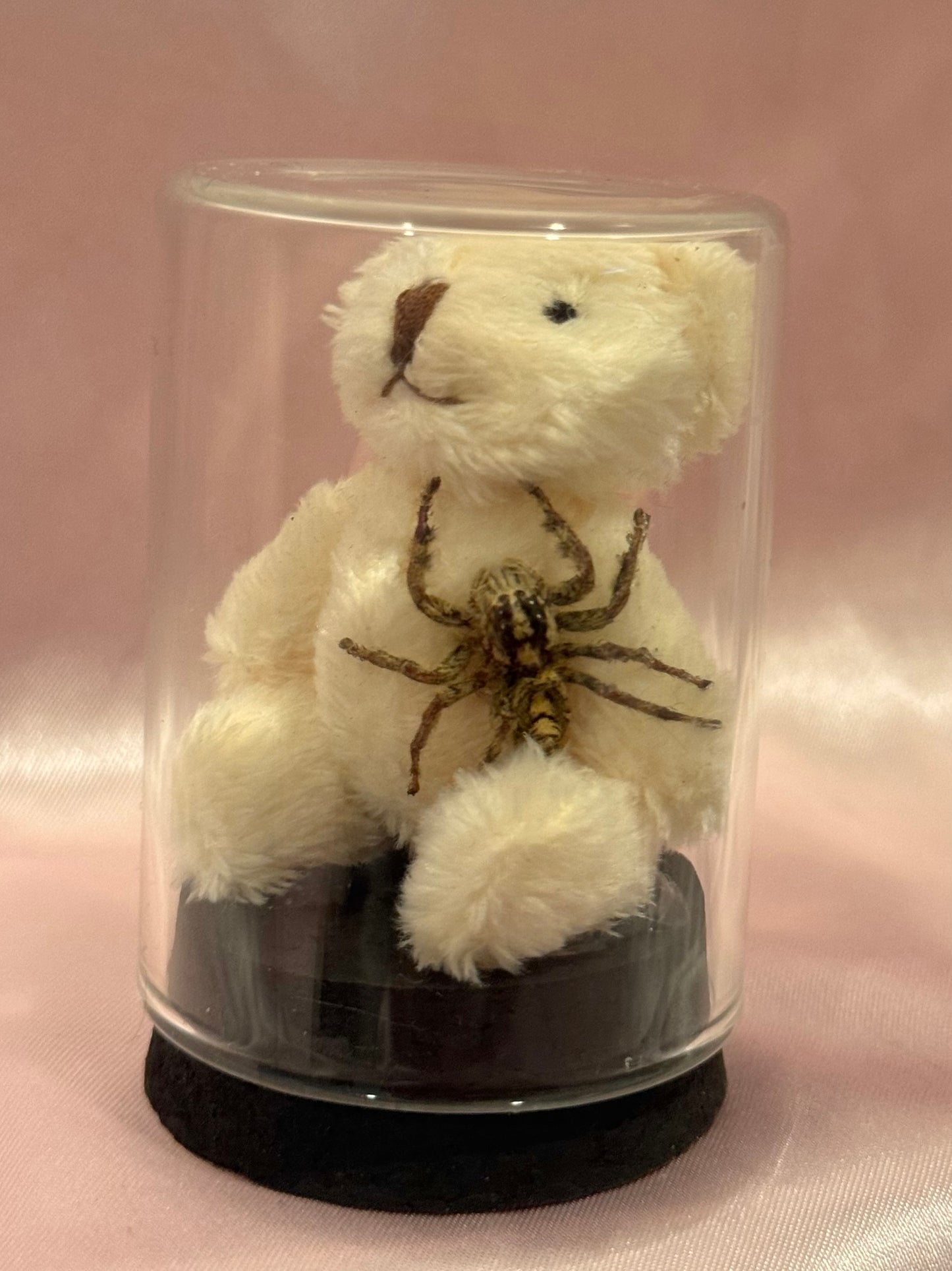 Teddy Bear Jumping Spider