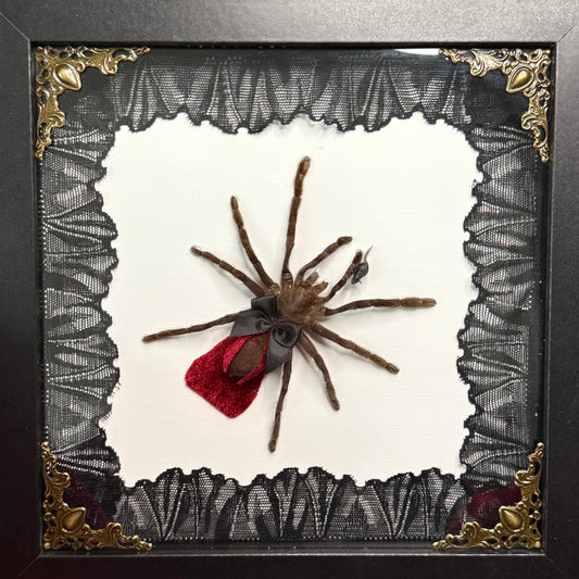 Dracula Tarantula