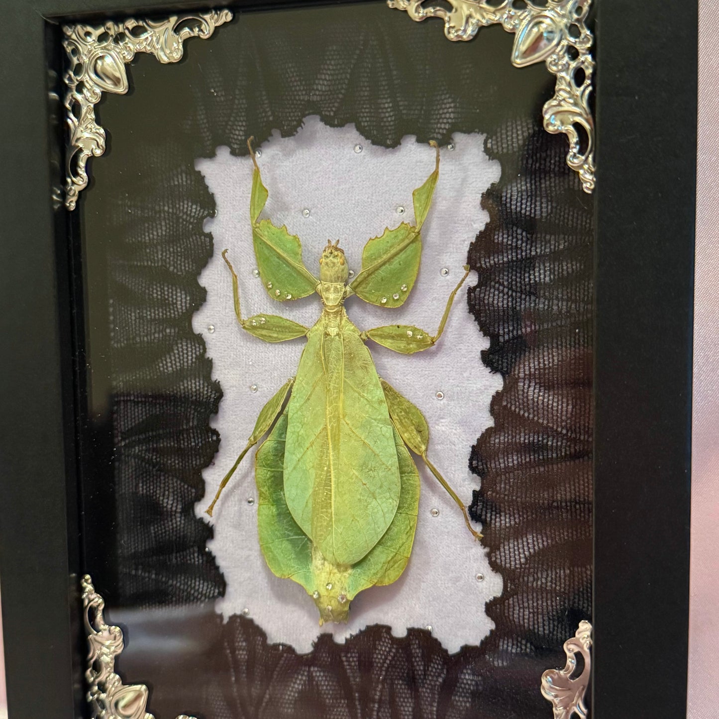 Green Leaf Insect on Purple - Black Frame