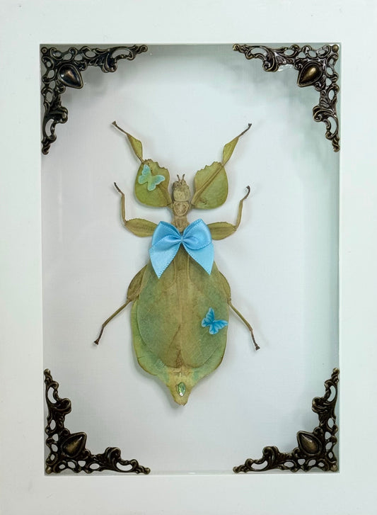 Butterfly Blue Green Leaf Insect