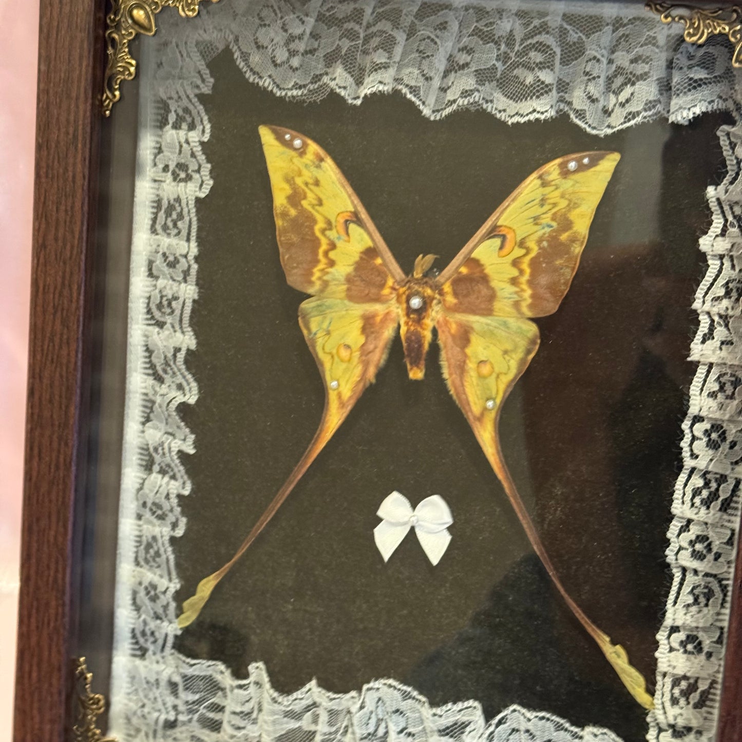 Comet Moth on Green - Brown Frame