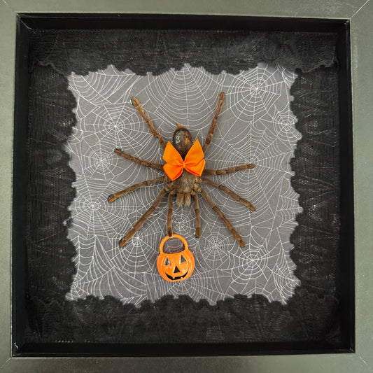 Trick Or Treat Tarantula