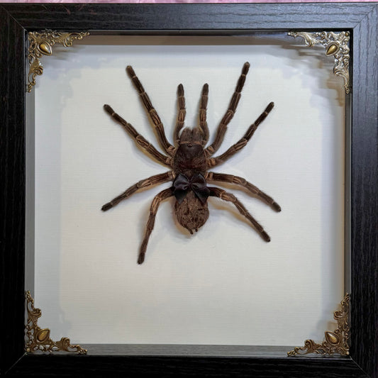 Tarantula With Cutie Black Bow