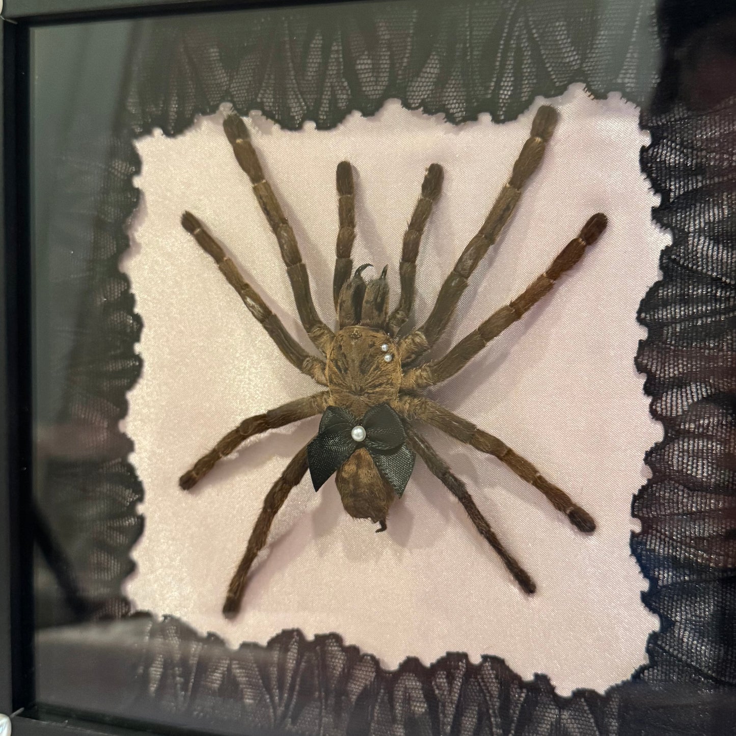 Tarantula on Pink Silk - Black Frame