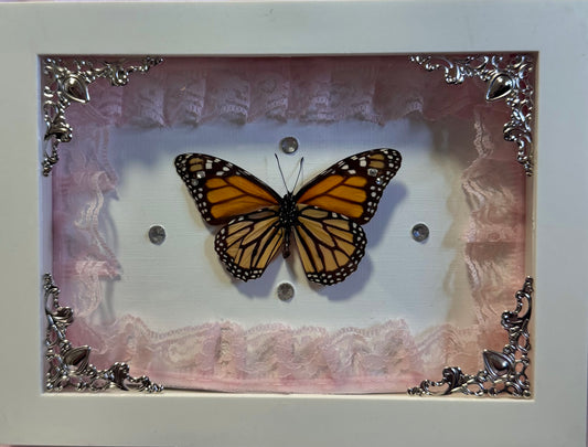 Monarch Butterfly On Baby Pink