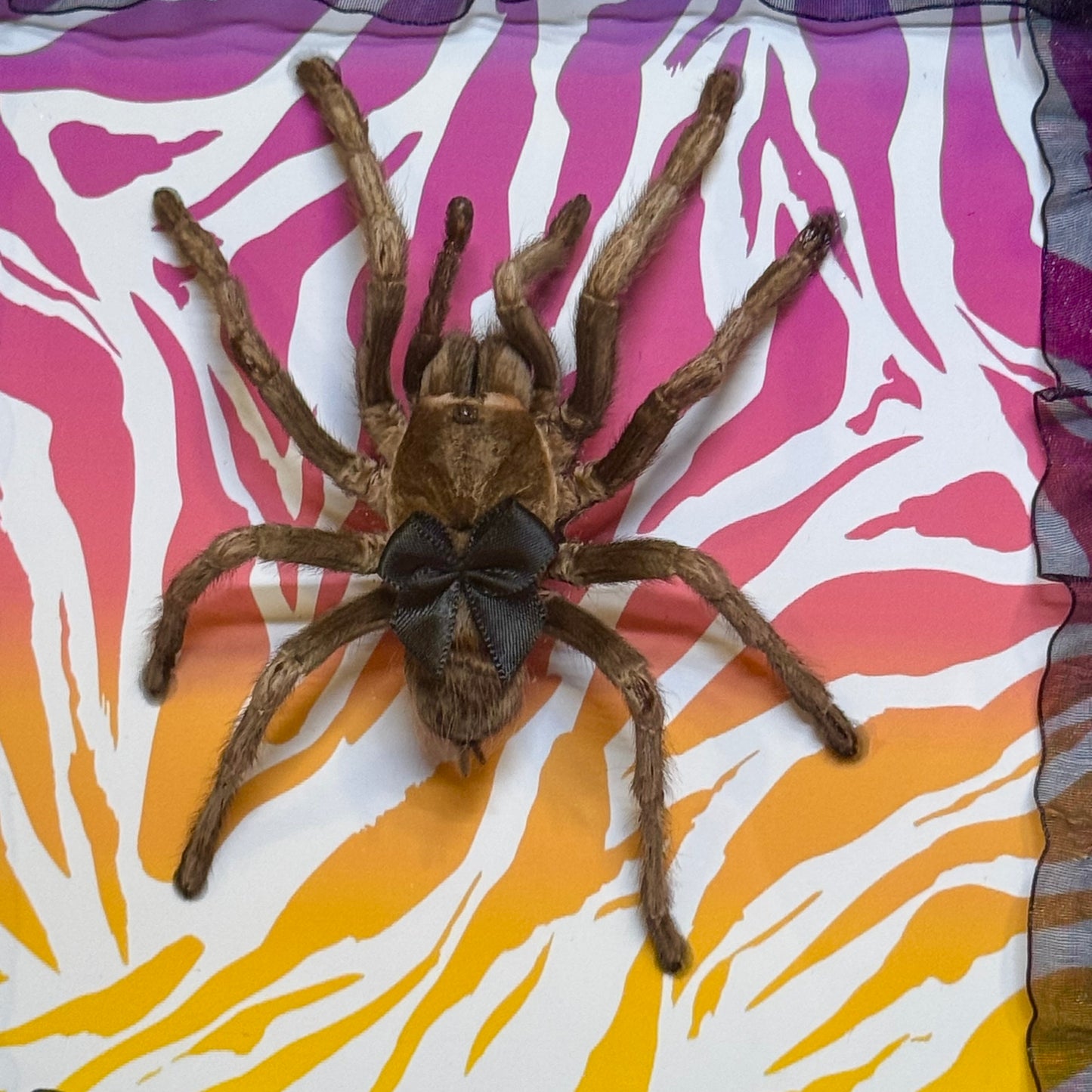 Large Tarantula on Lisa Frank Inspired Rainbow Zebra Print