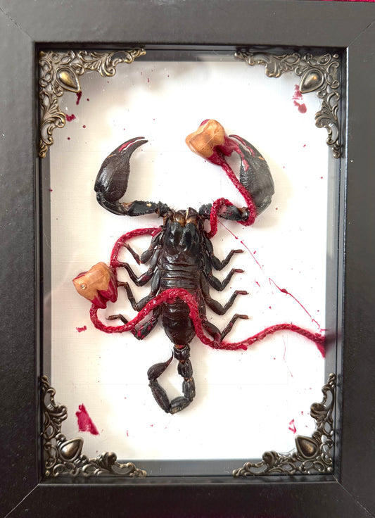 Cavities Scorpion
