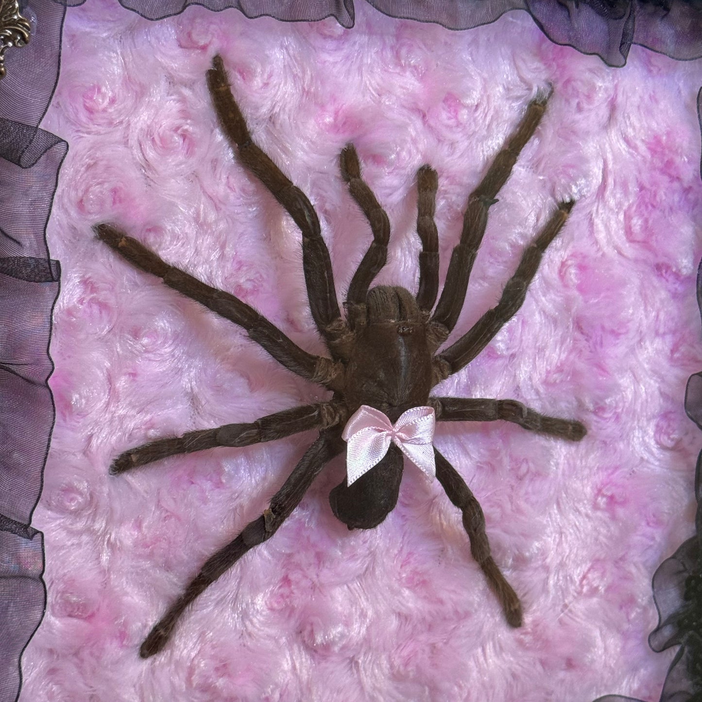 Tarantula on Pink and Black