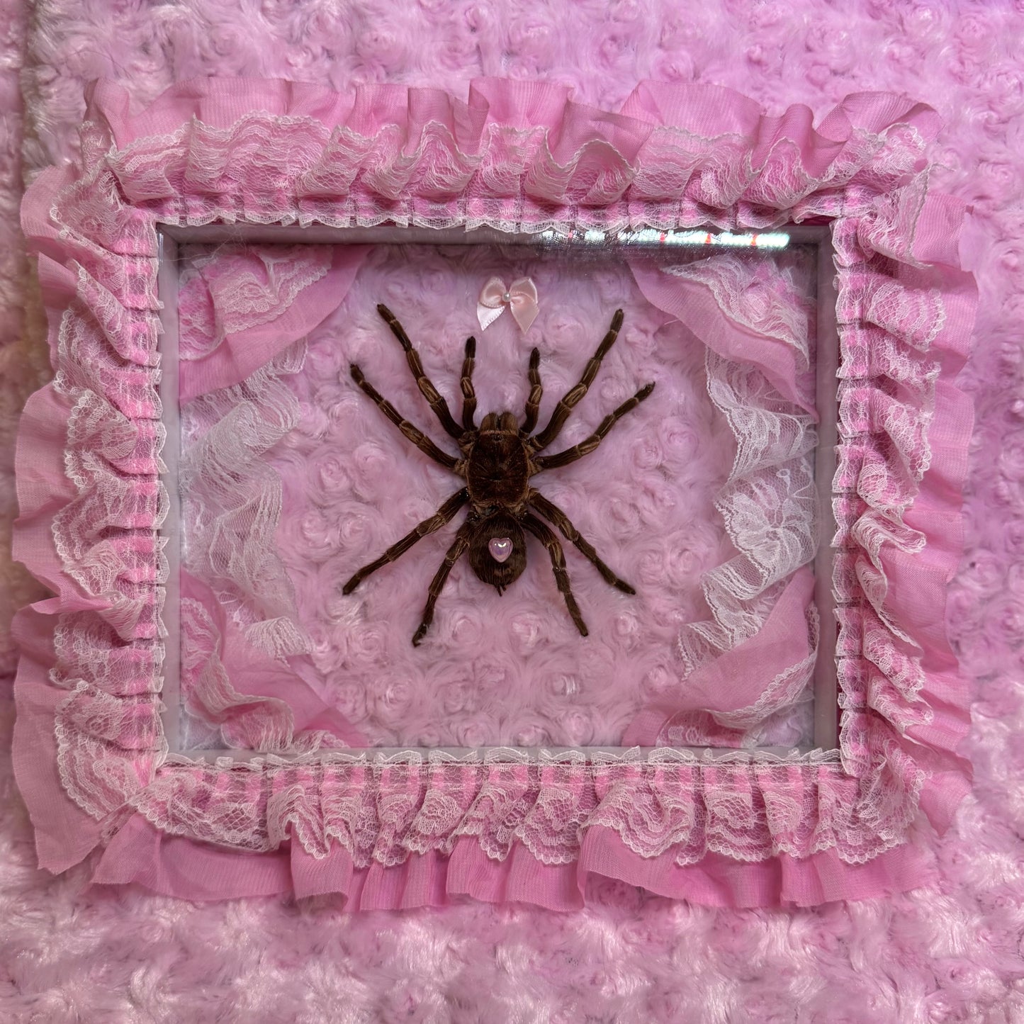 Large Tarantula on Lacy Baby Pink