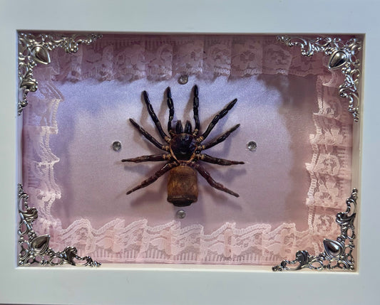 Hourglass Trap Door Spider On Pink