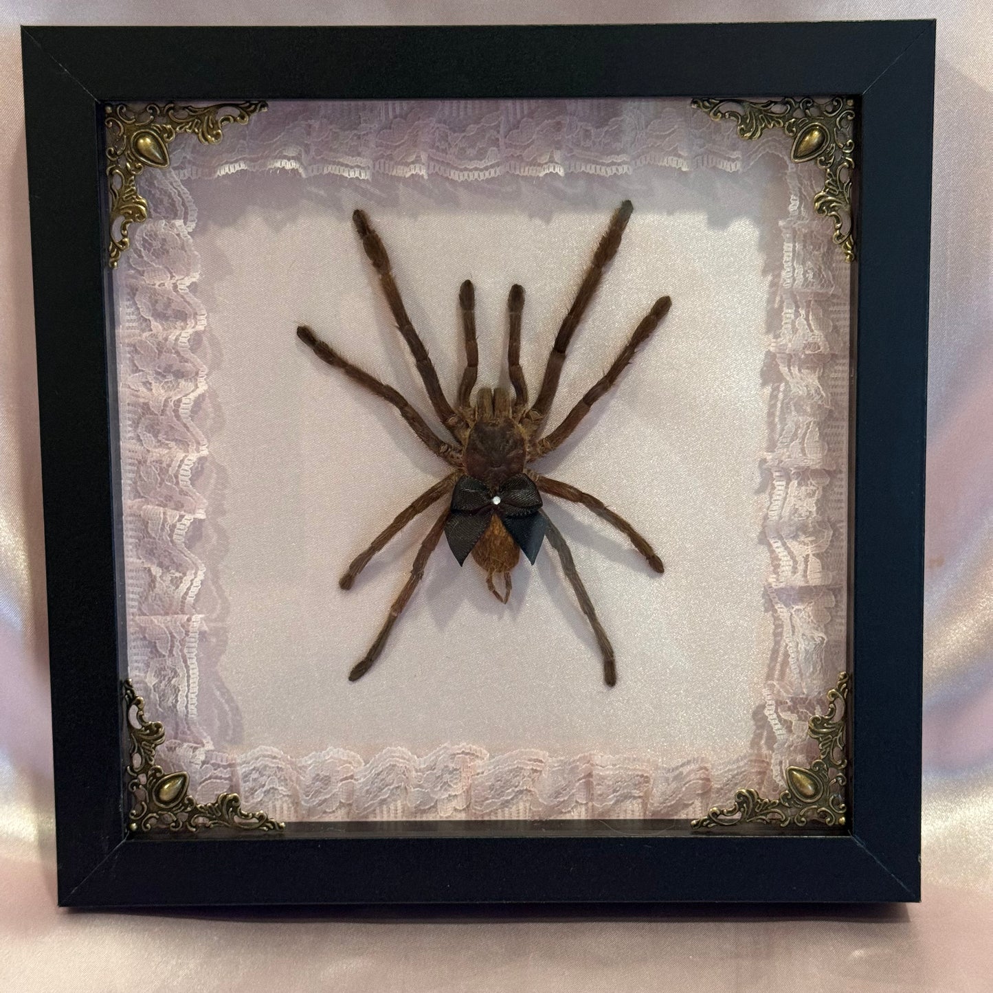 Tarantula on Pink Silk