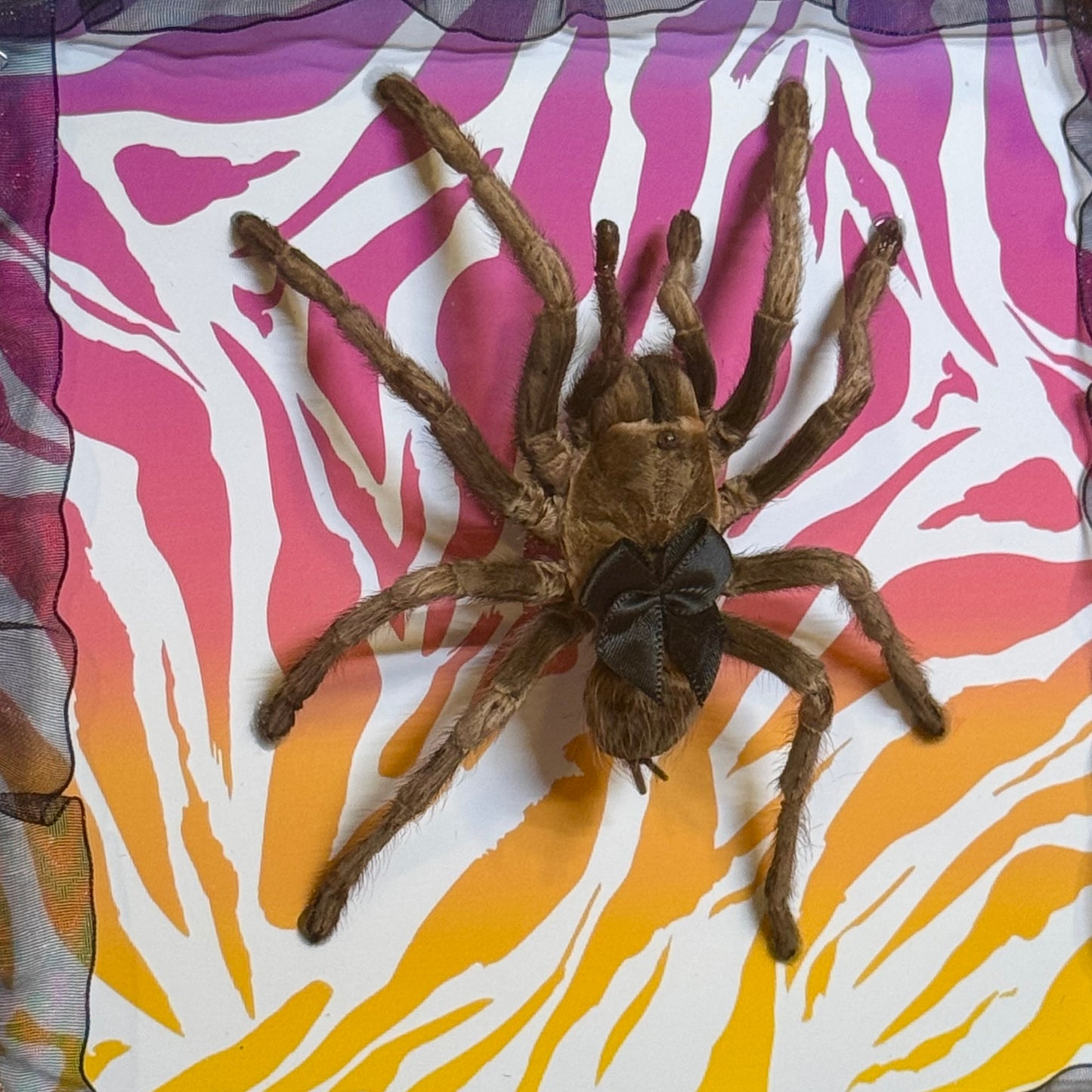 Large Tarantula on Lisa Frank Inspired Rainbow Zebra Print