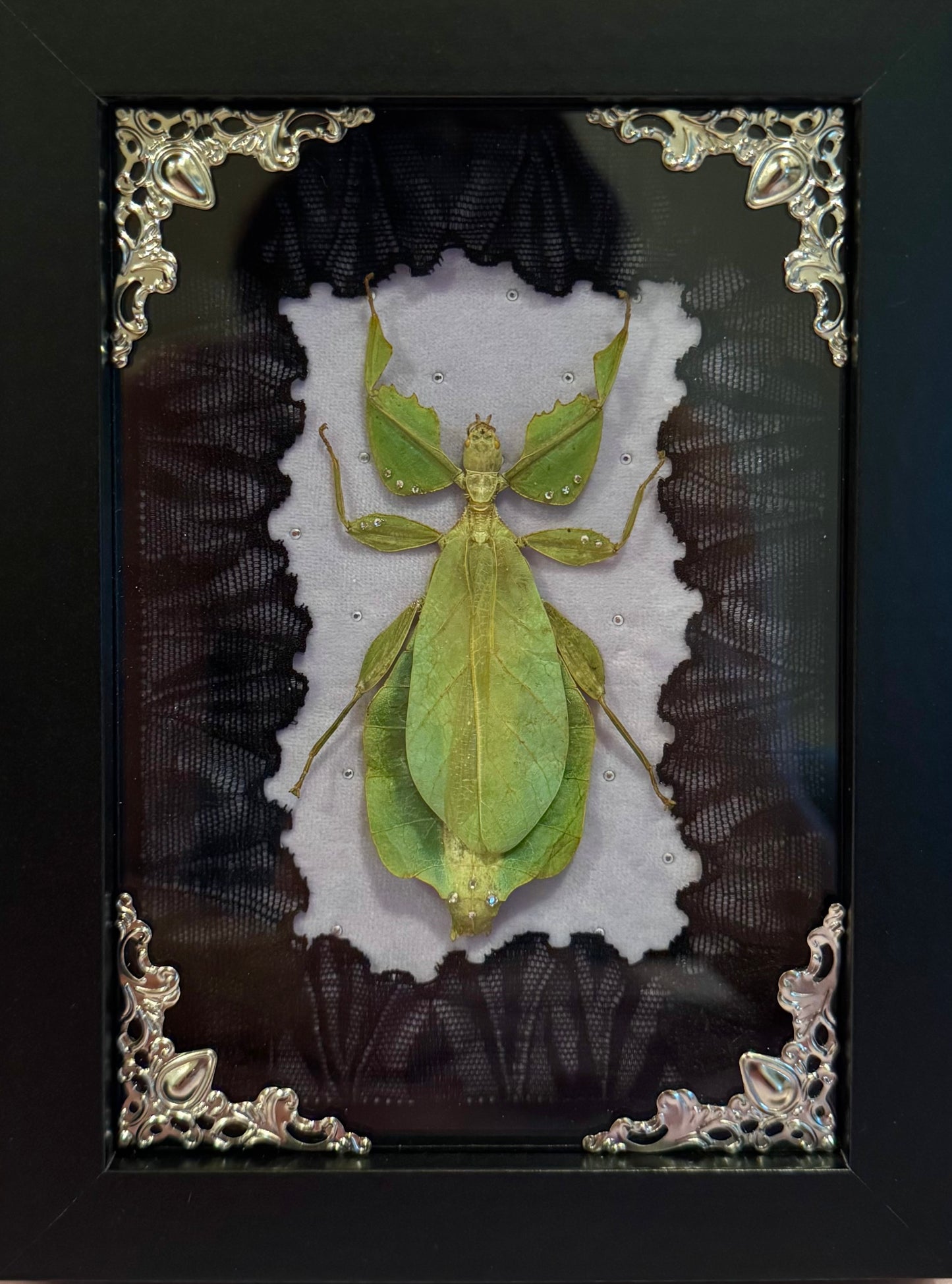 Green Leaf Insect on Purple - Black Frame