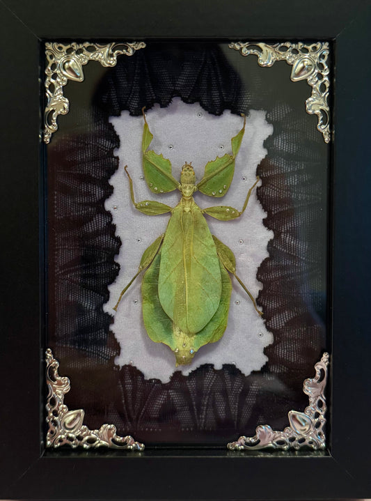 Green Leaf Insect on Purple - Black Frame