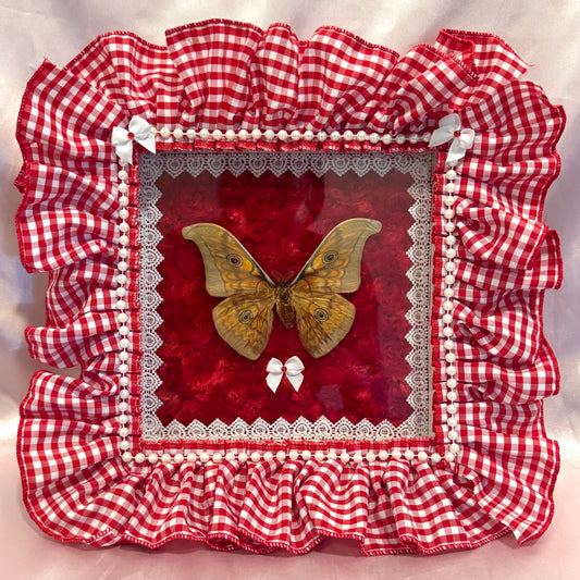 Japanese Silk Moth on Red